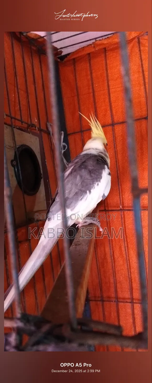 Cockatiel Bird