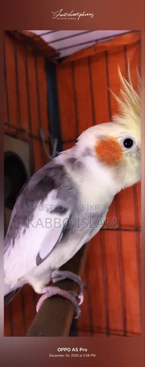 Cockatiel Bird