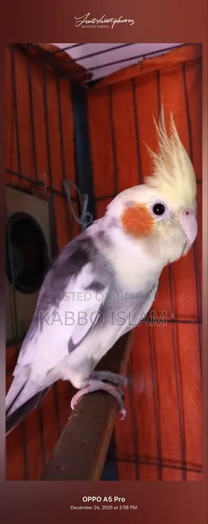 Cockatiel Bird