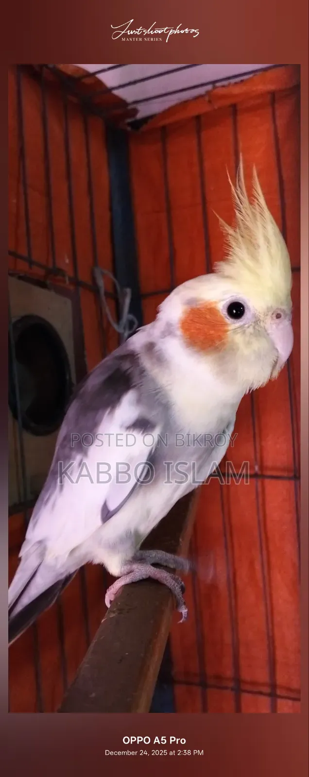 Cockatiel Bird