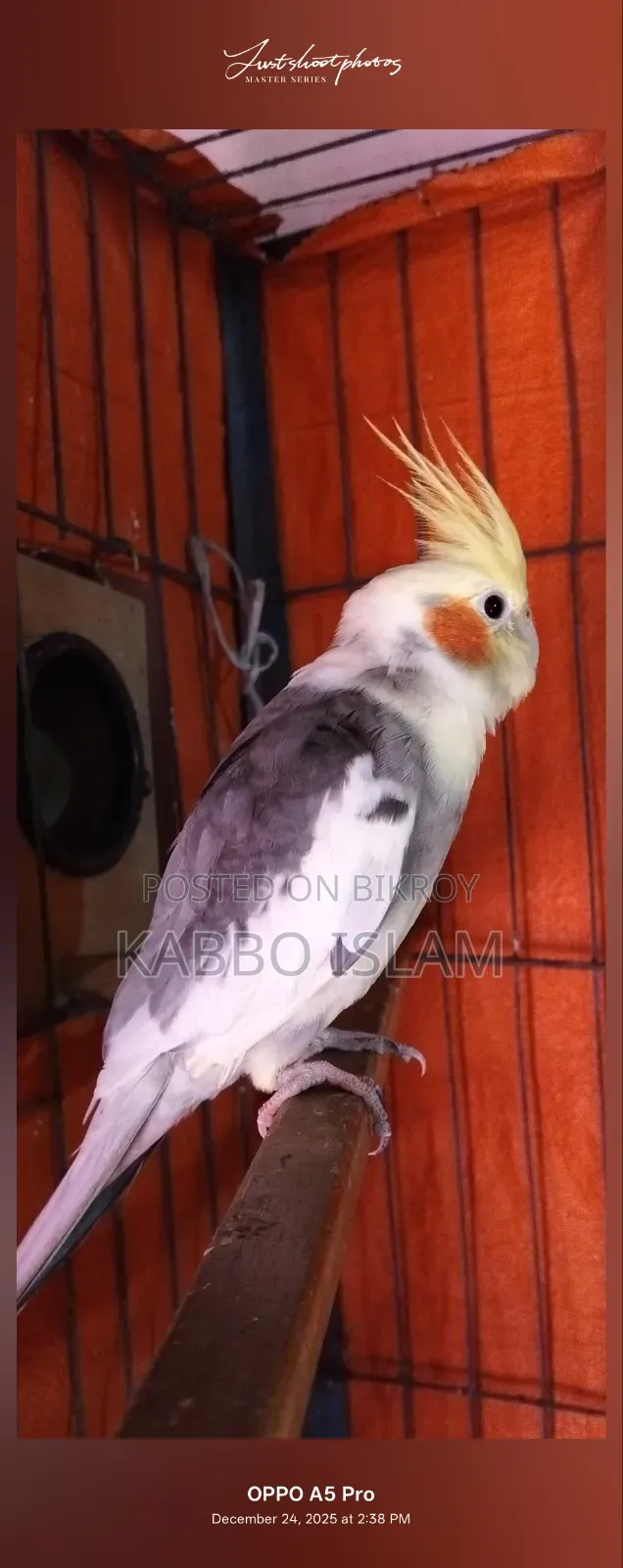 Cockatiel Bird