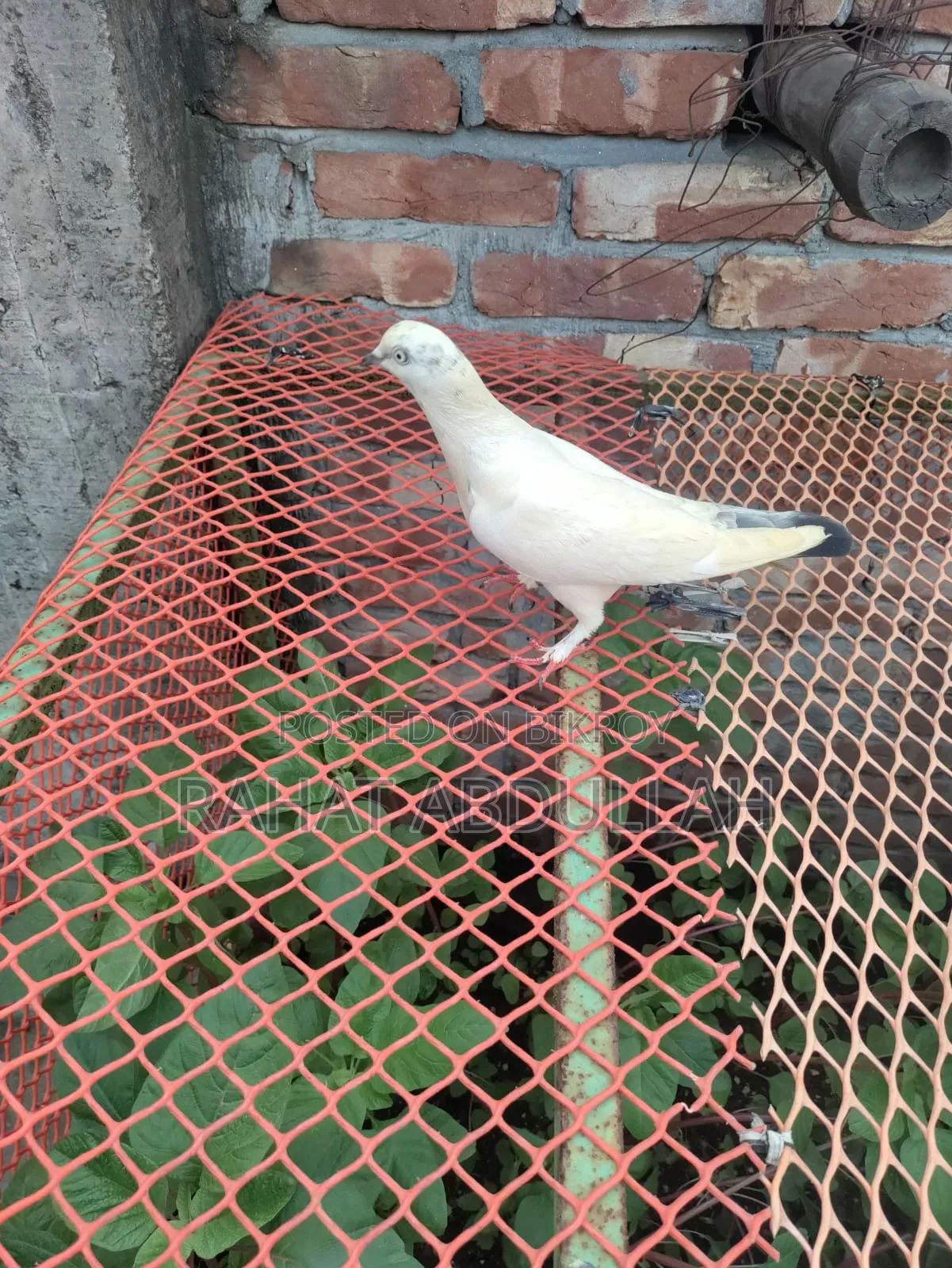 Shapla Kaldam Pigeon