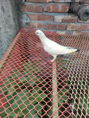 Shapla Kaldam Pigeon