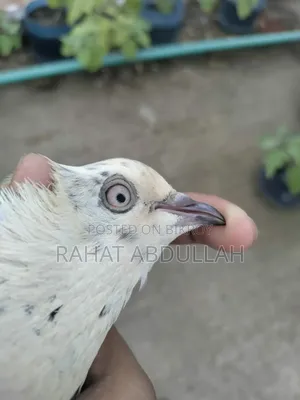 Shapla Kaldam Pigeon
