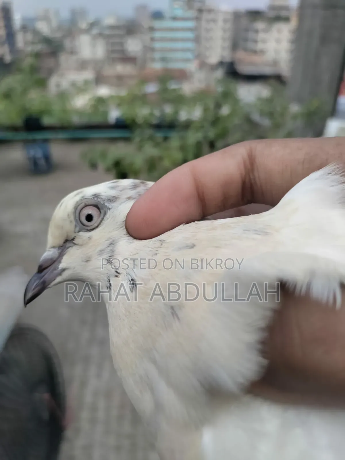 Shapla Kaldam Pigeon