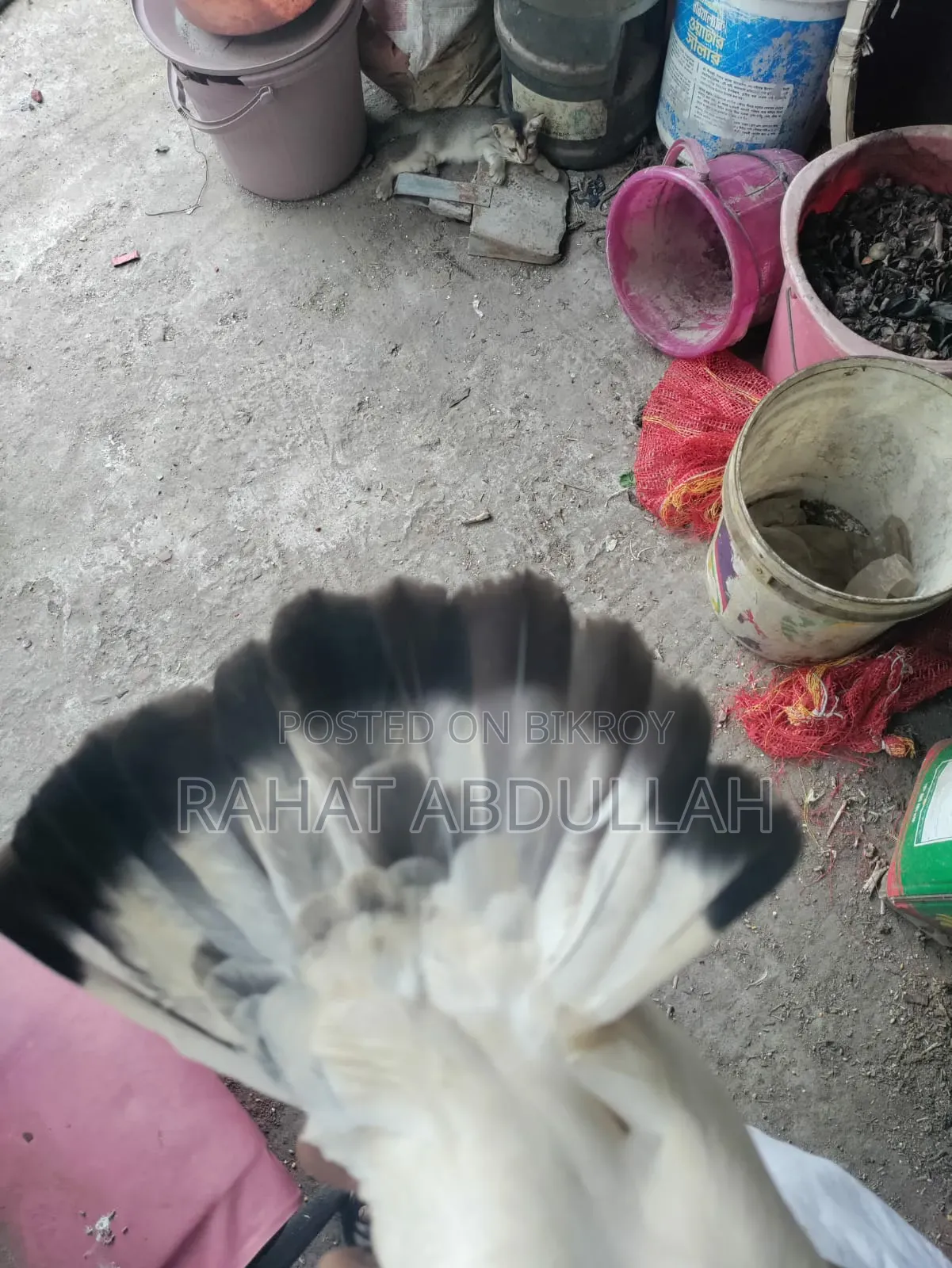 Shapla Kaldam Pigeon
