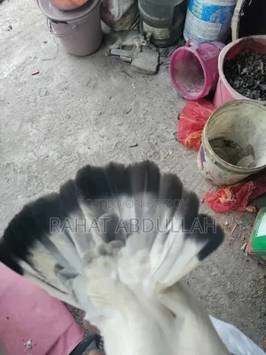 Shapla Kaldam Pigeon