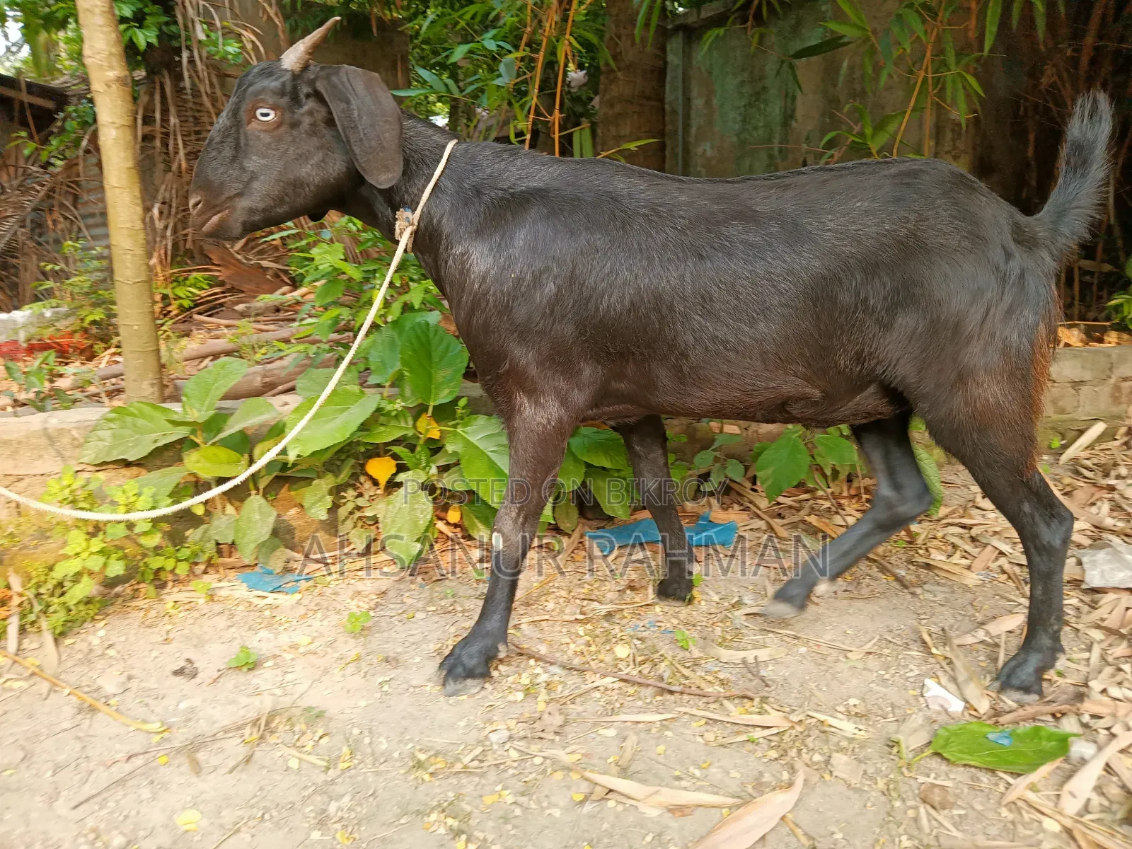 Qurbani Goat