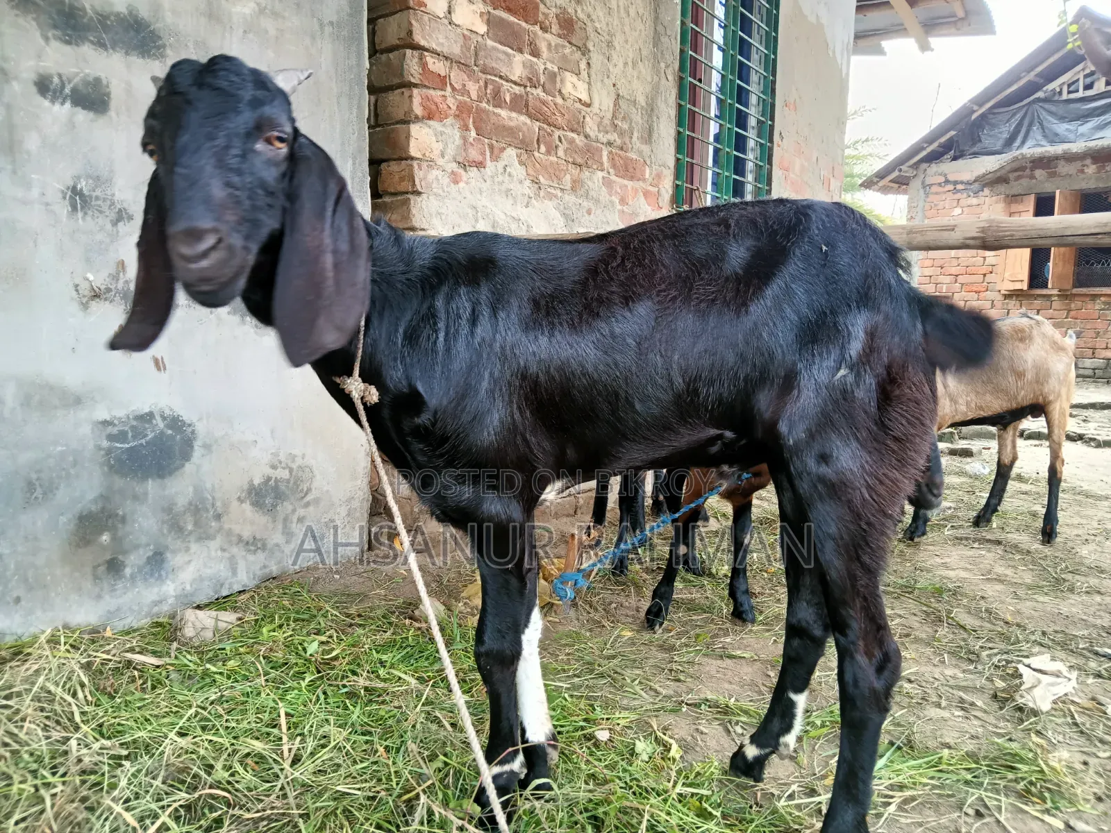 Qurbani Goat