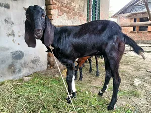 Qurbani Goat