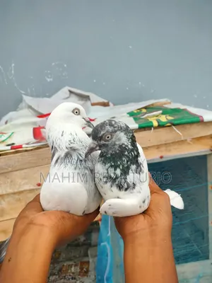 Pigeons for sale, single or in pairs.