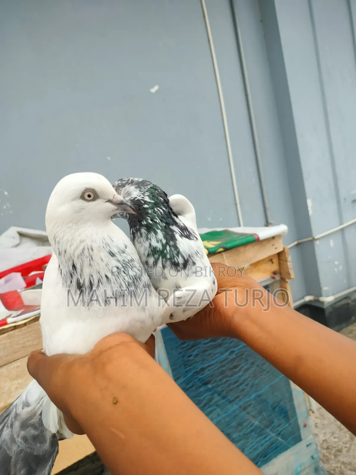 Pigeons for sale, single or in pairs.