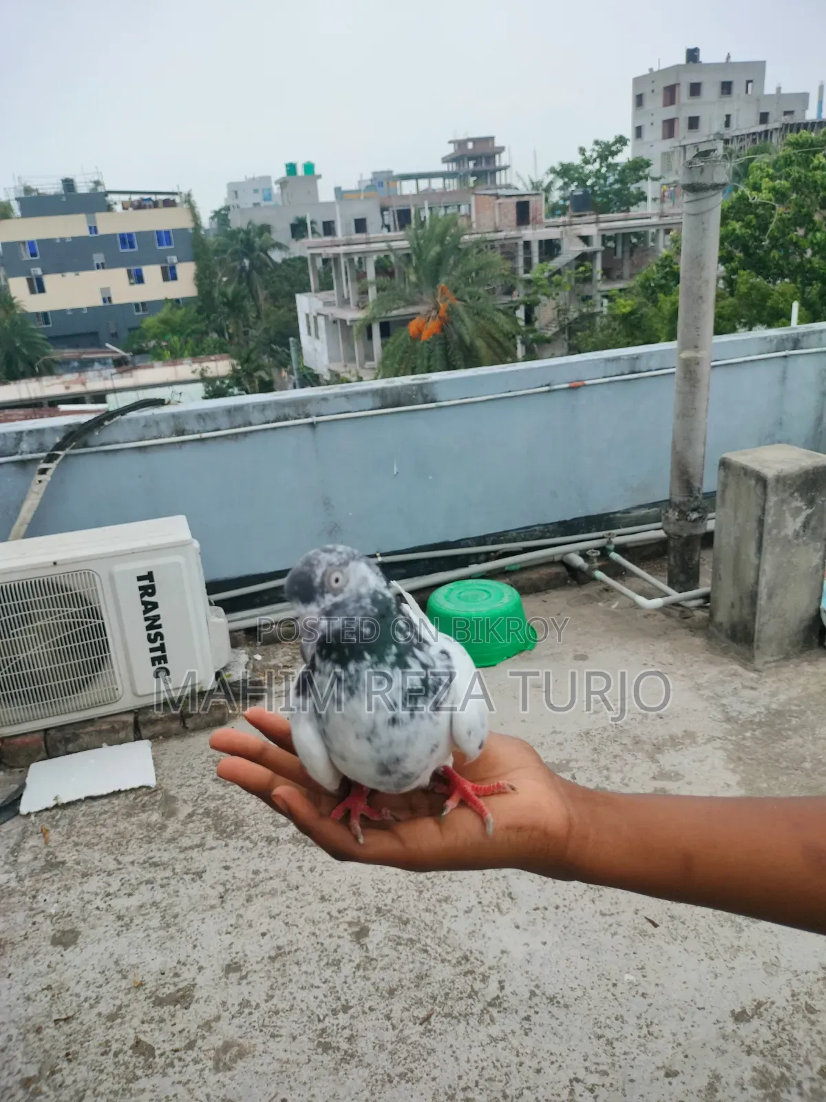 Pigeons for sale, single or in pairs.