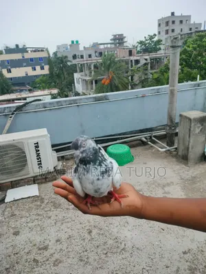 Pigeons for sale, single or in pairs.