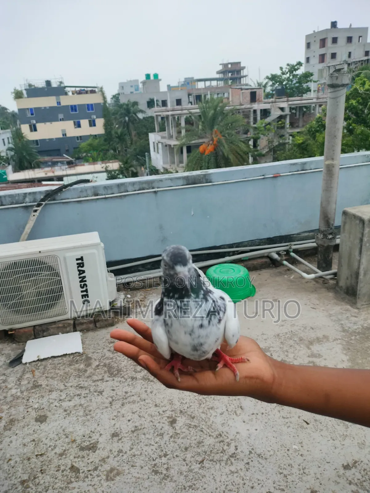 Pigeons for sale, single or in pairs.