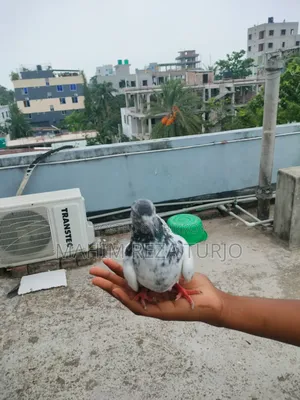 Pigeons for sale, single or in pairs.