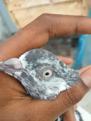 Pigeons for sale, single or in pairs.