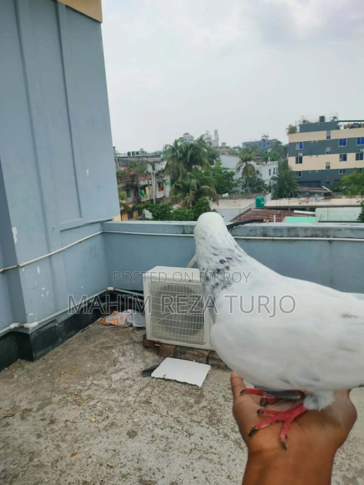 Pigeons for sale, single or in pairs.