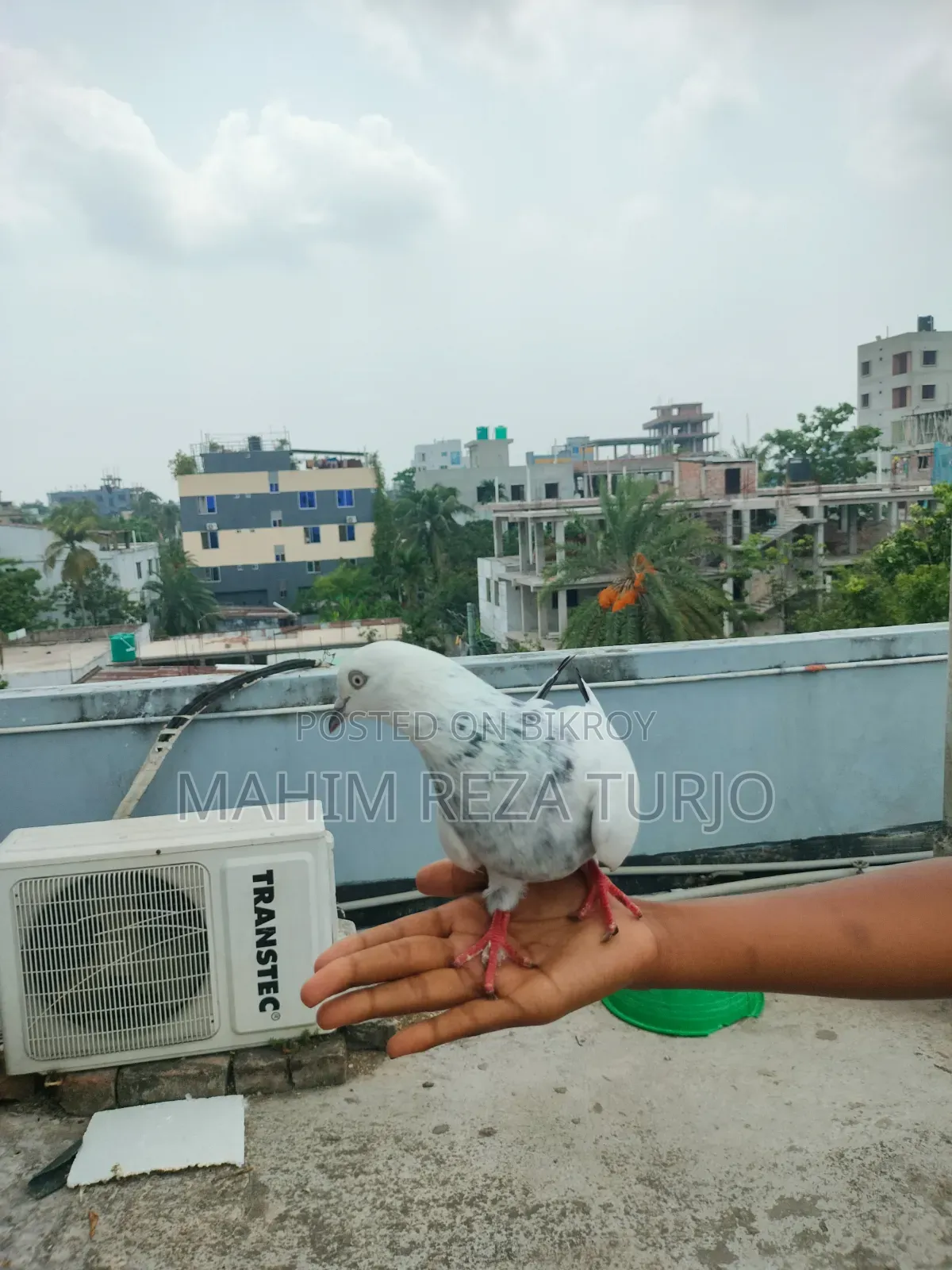 Pigeons for sale, single or in pairs.
