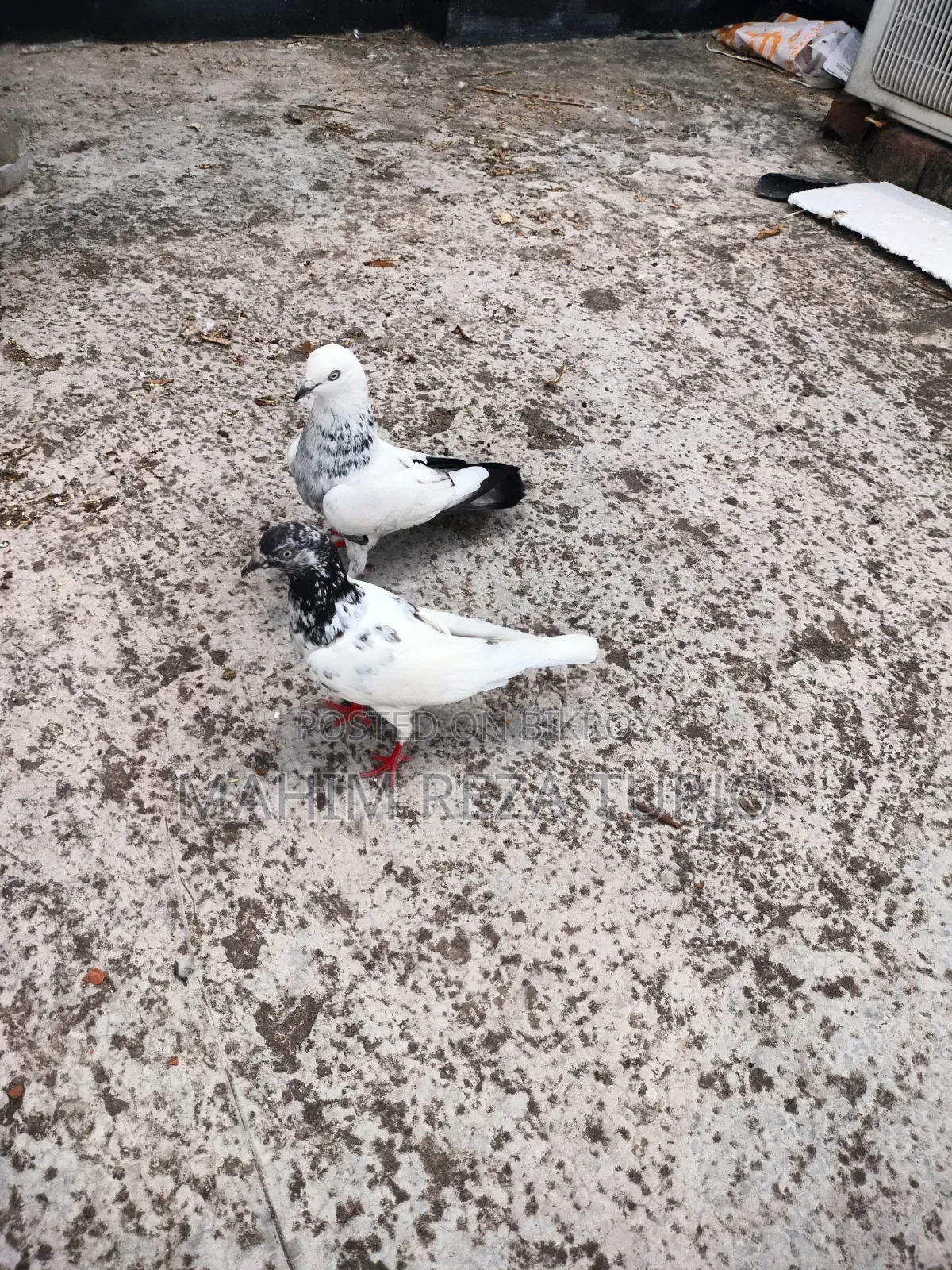 Pigeons for sale, single or in pairs.