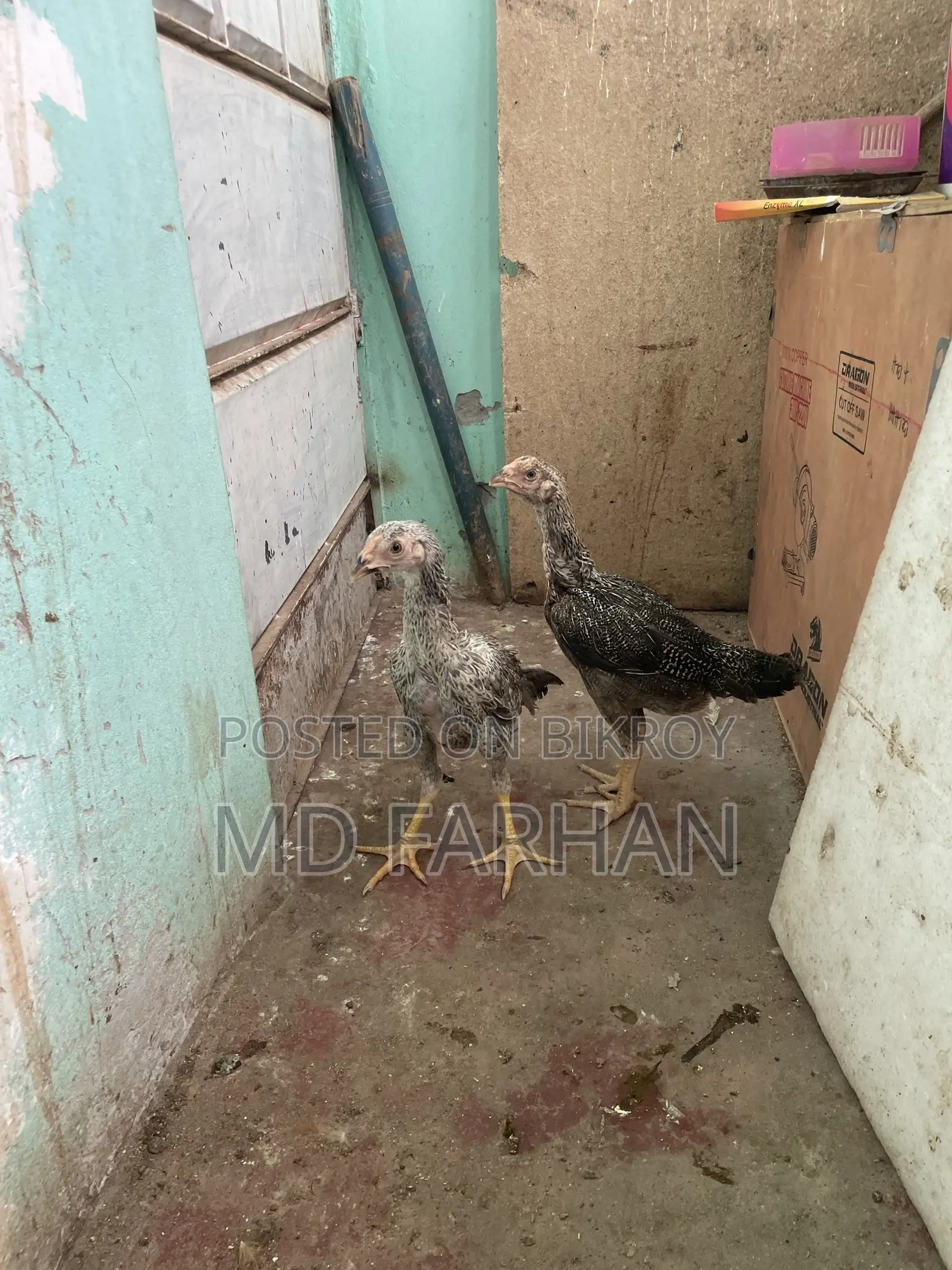 Hasli and Fighter Chicken