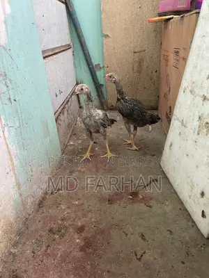 Hasli and Fighter Chicken