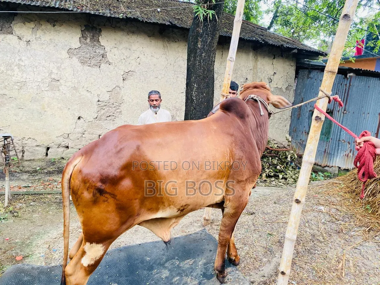 শহীওয়াল গরু বিক্রি হবে