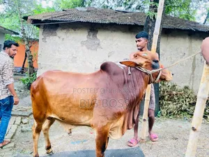 শহীওয়াল গরু বিক্রি হবে