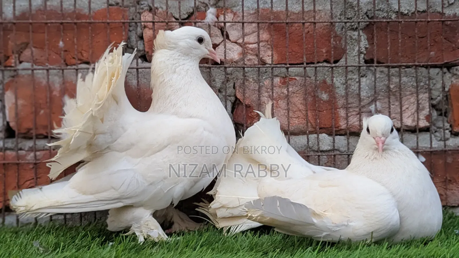 One Pair Big Size Lakha Pigeons
