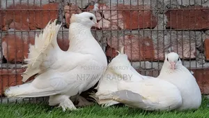 এক পেয়ার বিগ সাইজ লক্ষা