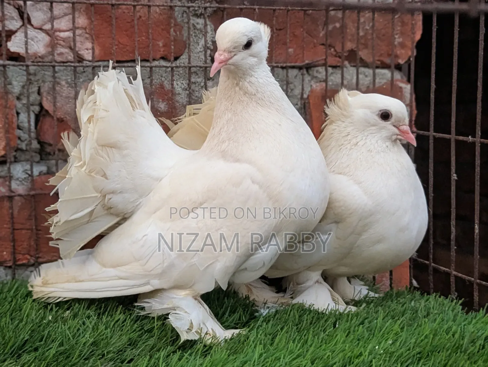 One Pair Big Size Lakha Pigeons
