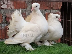 One Pair Big Size Lakha Pigeons
