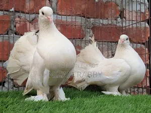 One Pair Big Size Lakha Pigeons