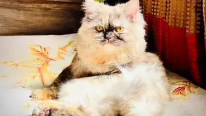 1+ Year Female Purebred Persian