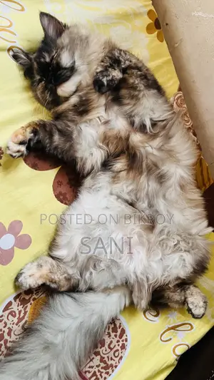 1+ Year Female Purebred Persian