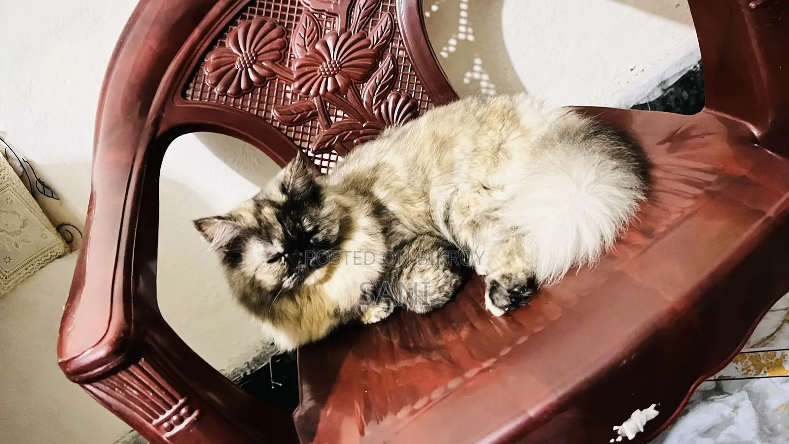 1+ Year Female Purebred Persian