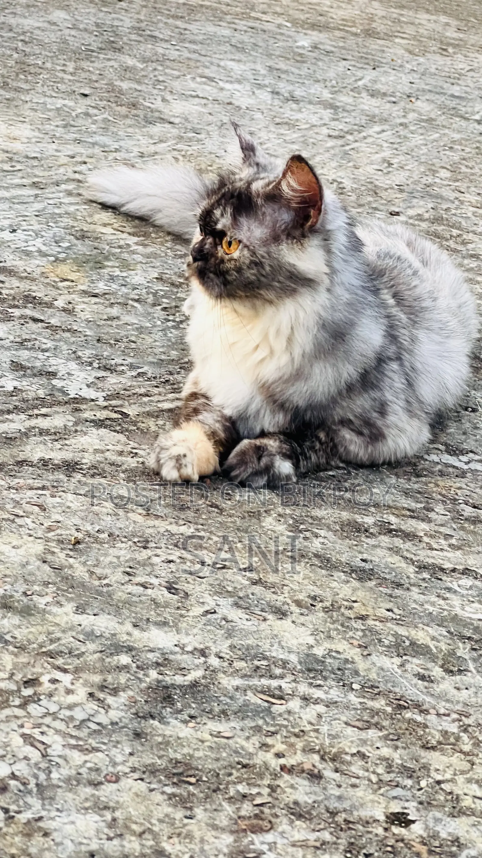 1+ Year Female Purebred Persian