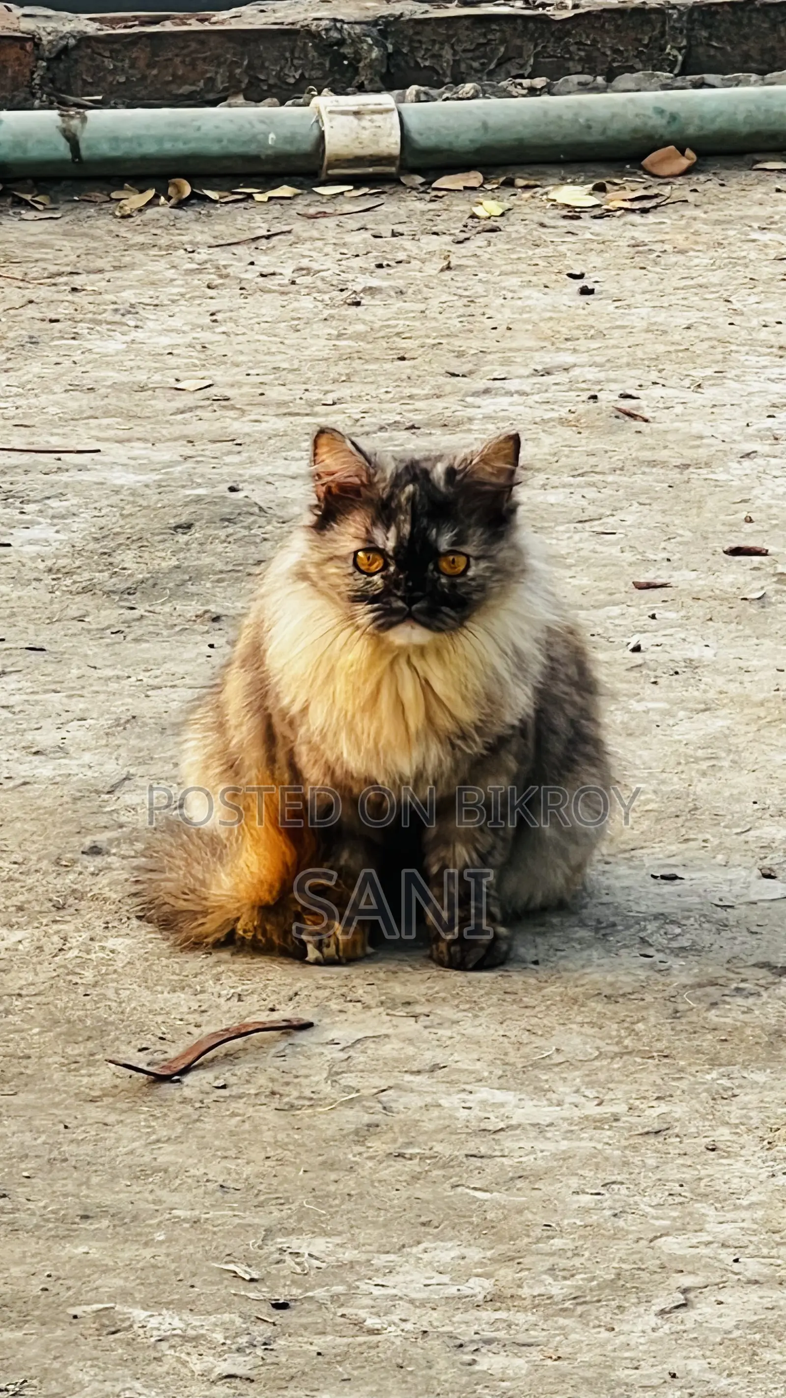 1+ Year Female Purebred Persian
