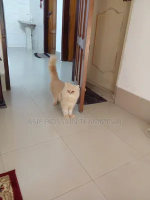 ৬-১২ মাস বয়সী পুরুষ পিওরব্রেড পার্সিয়ান