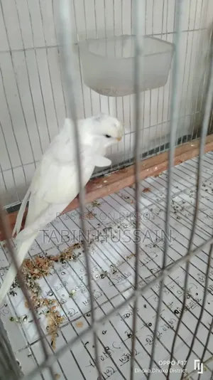 Full Tame Jp Budgie