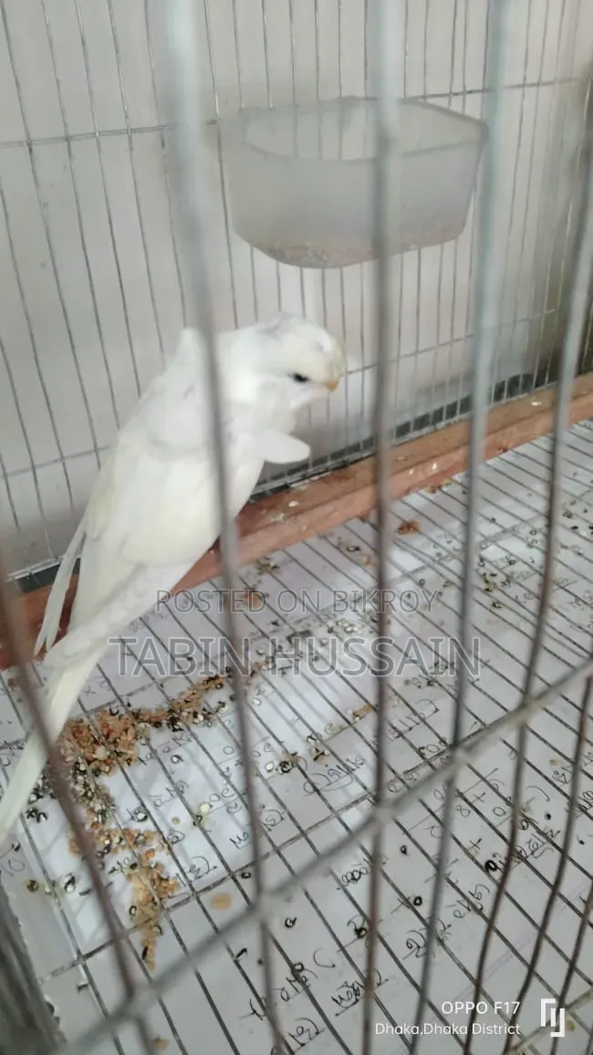 Full Tame Jp Budgie