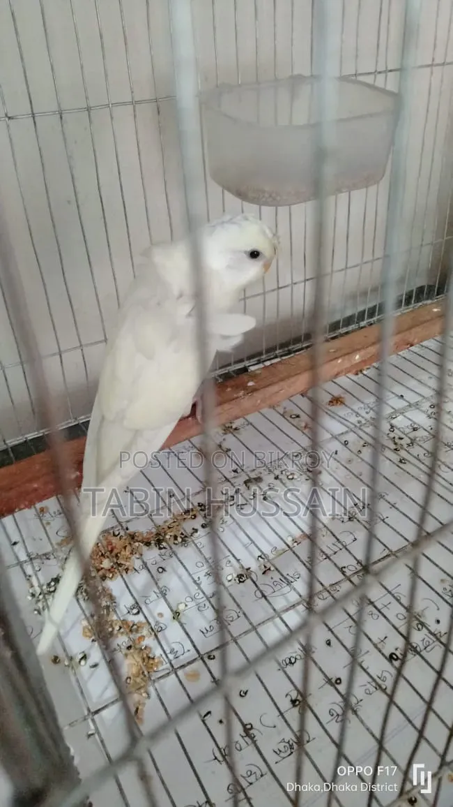 Full Tame Jp Budgie