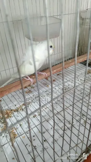 Full Tame Jp Budgie