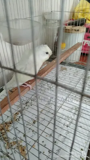 Full Tame Jp Budgie