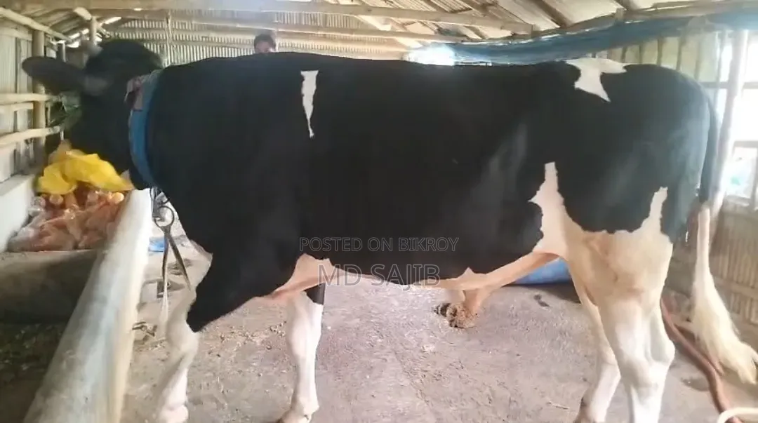 কোরবানির উপযুক্ত গরু