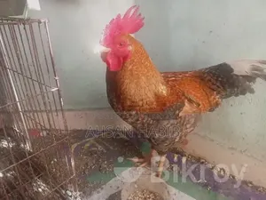 Deshi Rooster for Sale