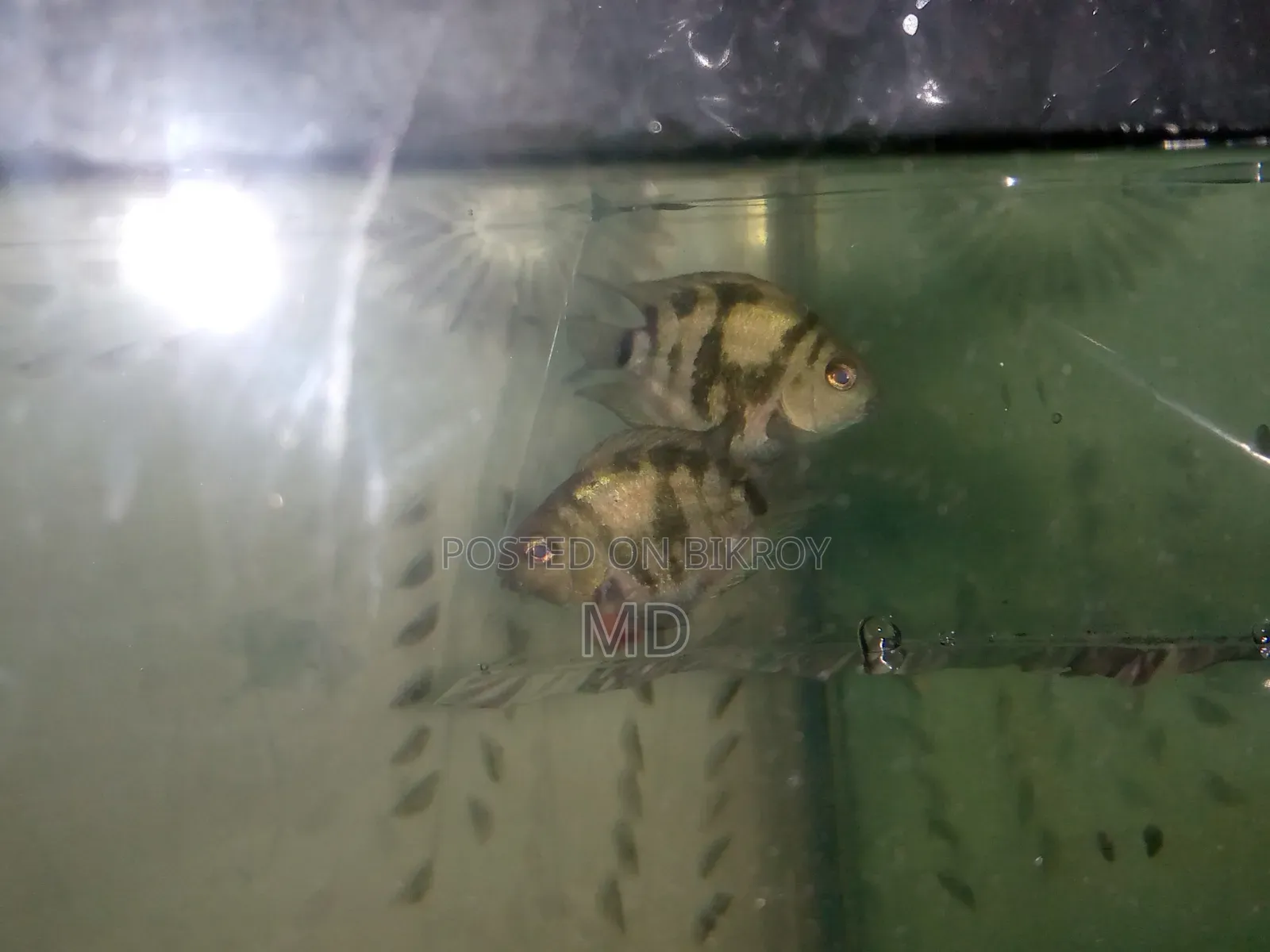 Polar Parrot 1 Pair 150