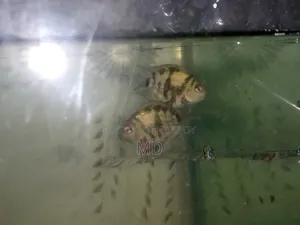Polar Parrot 1 Pair 150