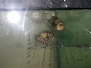 Polar Parrot 1 Pair 150