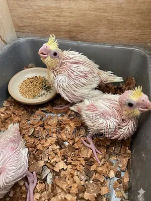 Cockatiel Baby